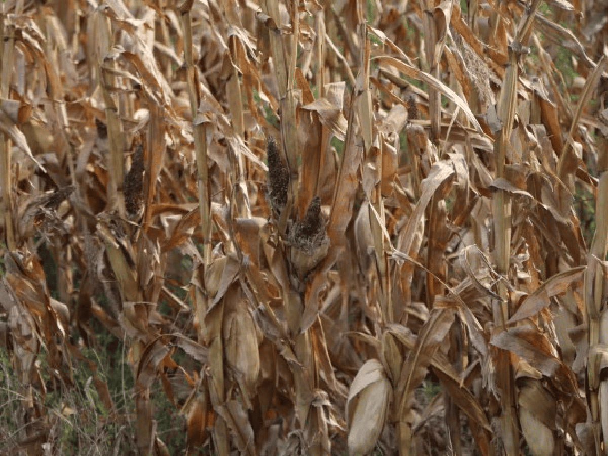 Cuatro provincias evalúan declarar emergencia agropecuaria por la sequía              