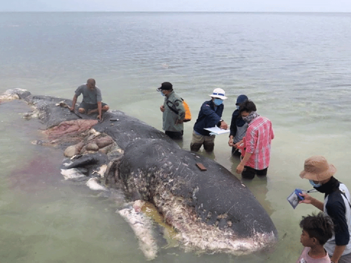 Crimen ecológico: una ballena murió y lo que encontraron en su estómago realmente indignó a todos