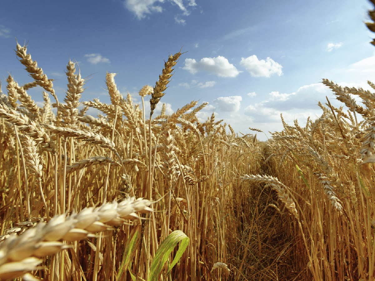 Estiman una producción de trigo de 19 millones de toneladas y rindes variables 