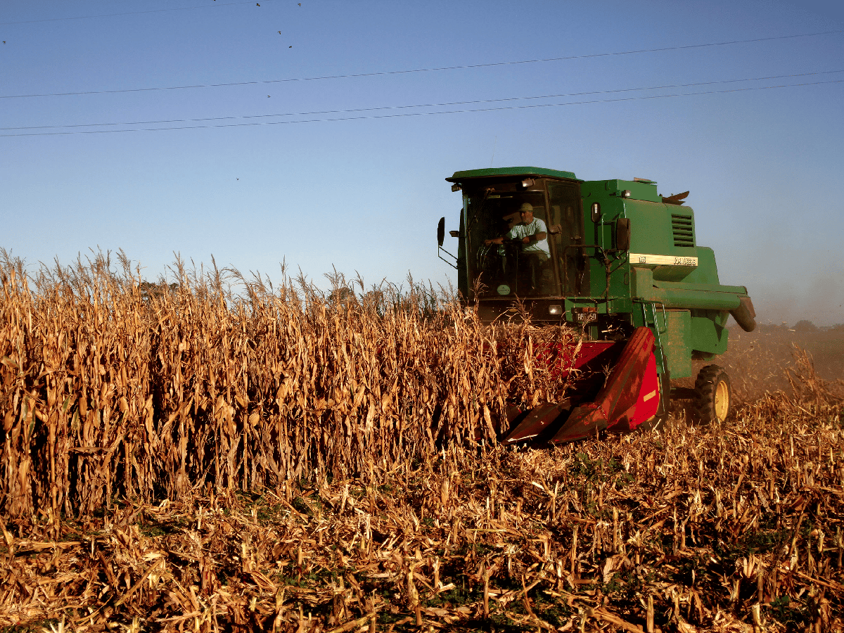 Con la mitad del maíz cosechado, el rinde promedio alcanza los 90 quintales por hectárea 