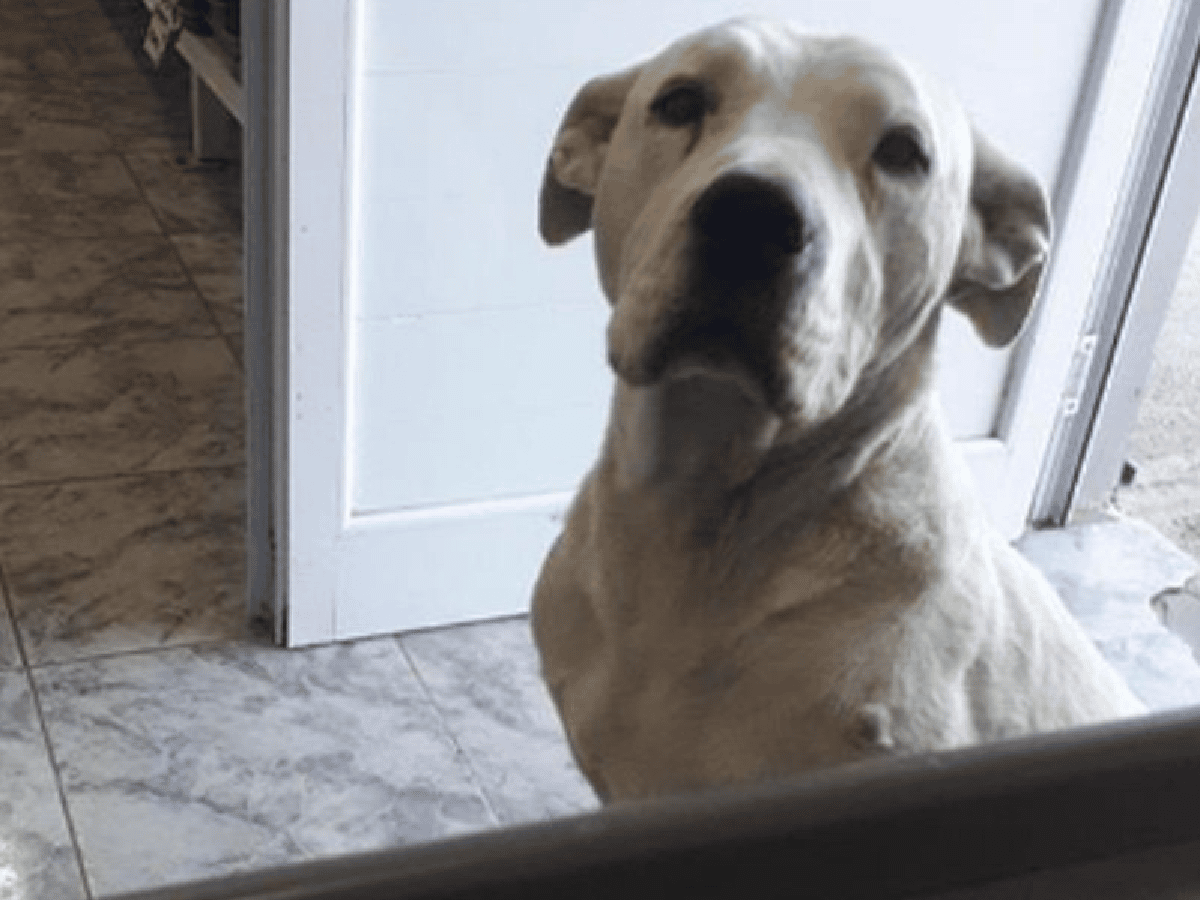 [Video] El peor ladrón del mundo: un perro roba en un almacén y después “se entrega”