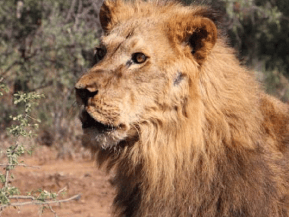Liberaron a dos leones de Santiago del Estero en Sudáfrica 