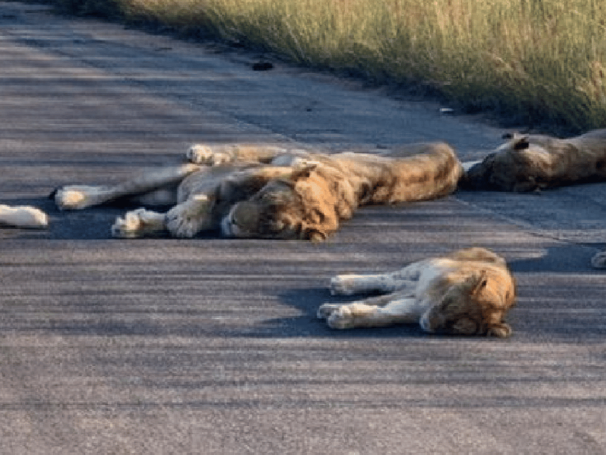 Prohibido molestar: Leones duermen la siesta en la carretera en Sudáfrica durante el confinamiento