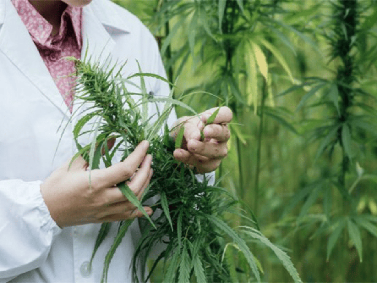 Santa Fe planea cultivar cannabis para combatir la epilepsia refractaria