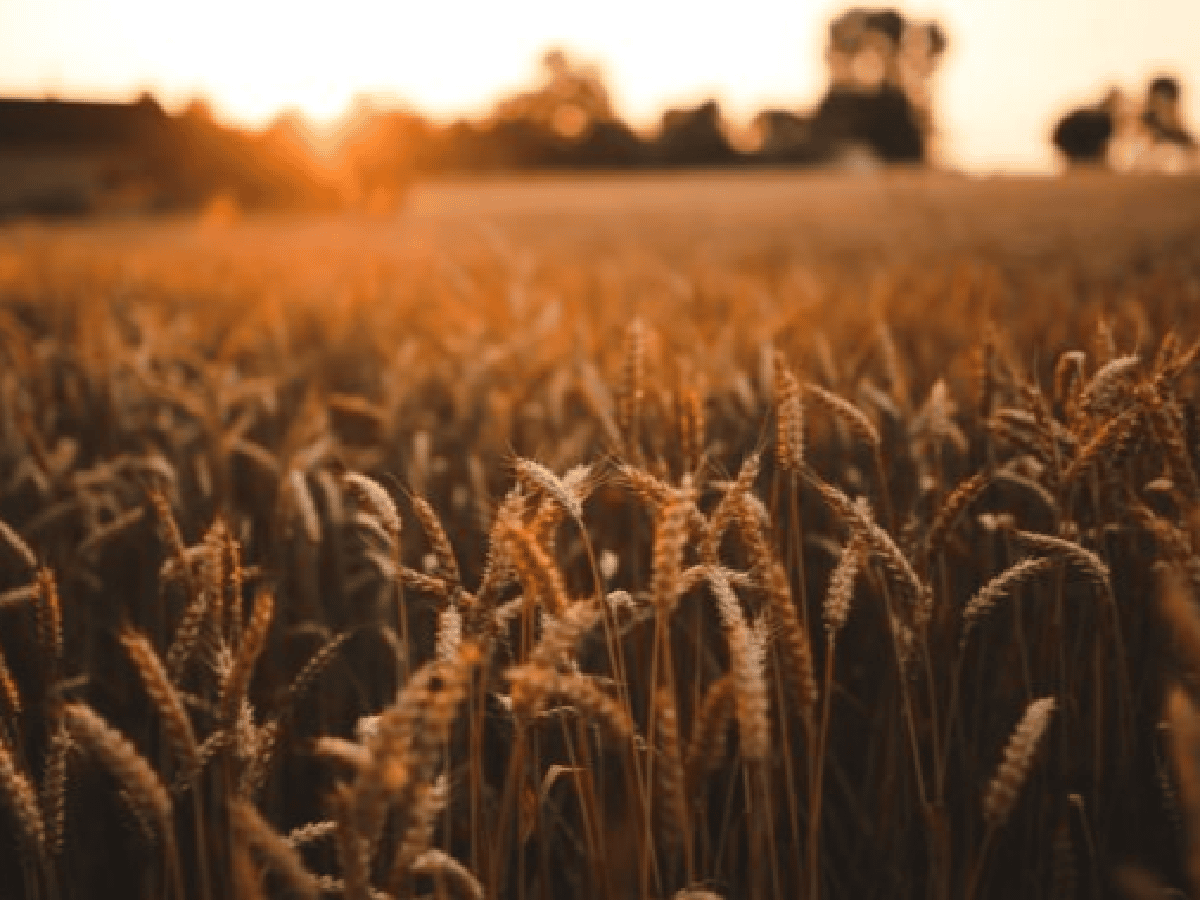 “La cosecha de trigo alcanzará un récord”, dijo Ingaramo