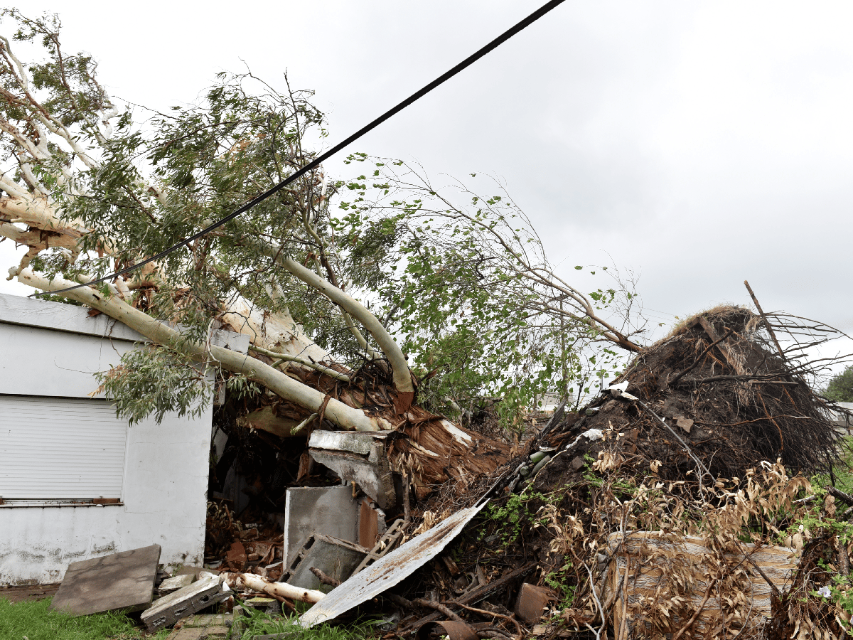 A casi un mes del temporal, un gigante árbol mantiene en alerta a una familia en La Florida 