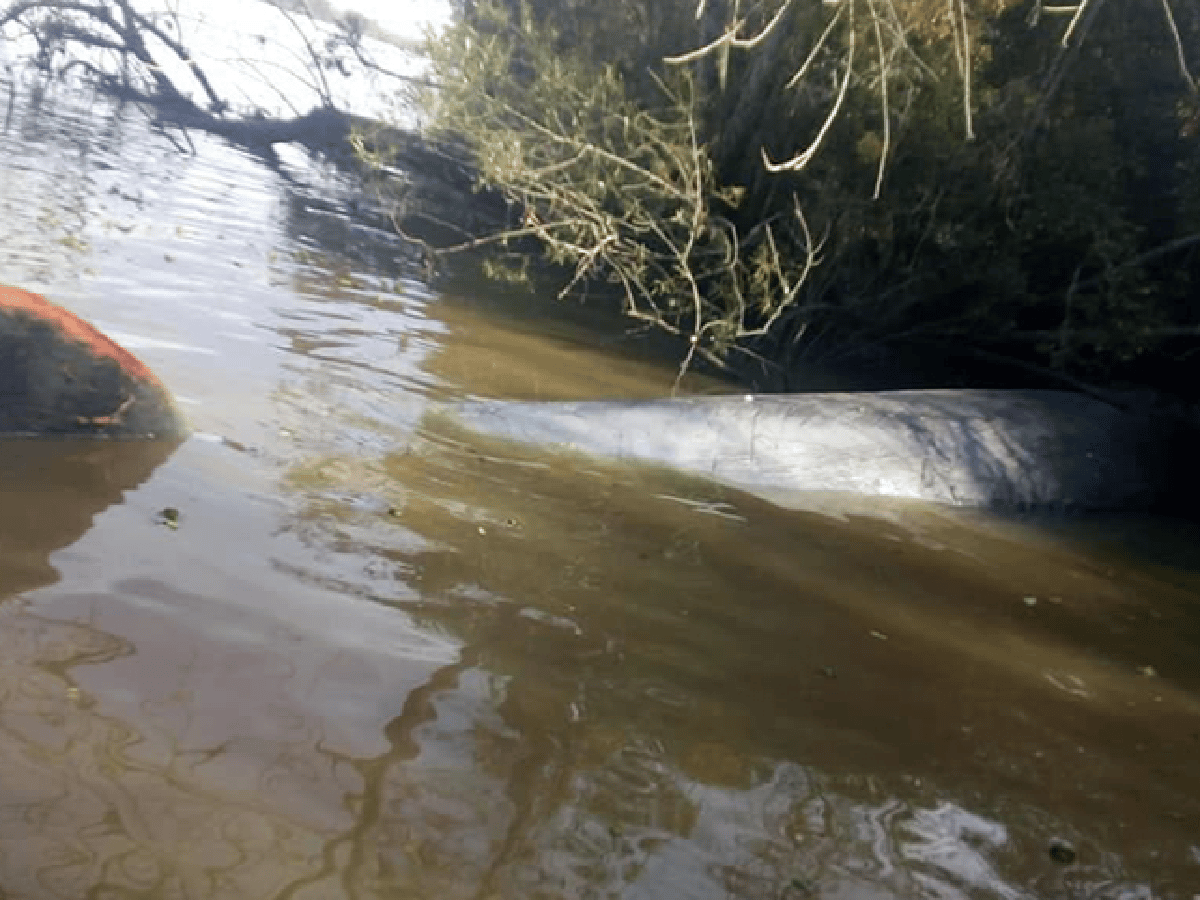 Una ballena fue hallada sin vida en el Río Paraná a la altura de Escobar 