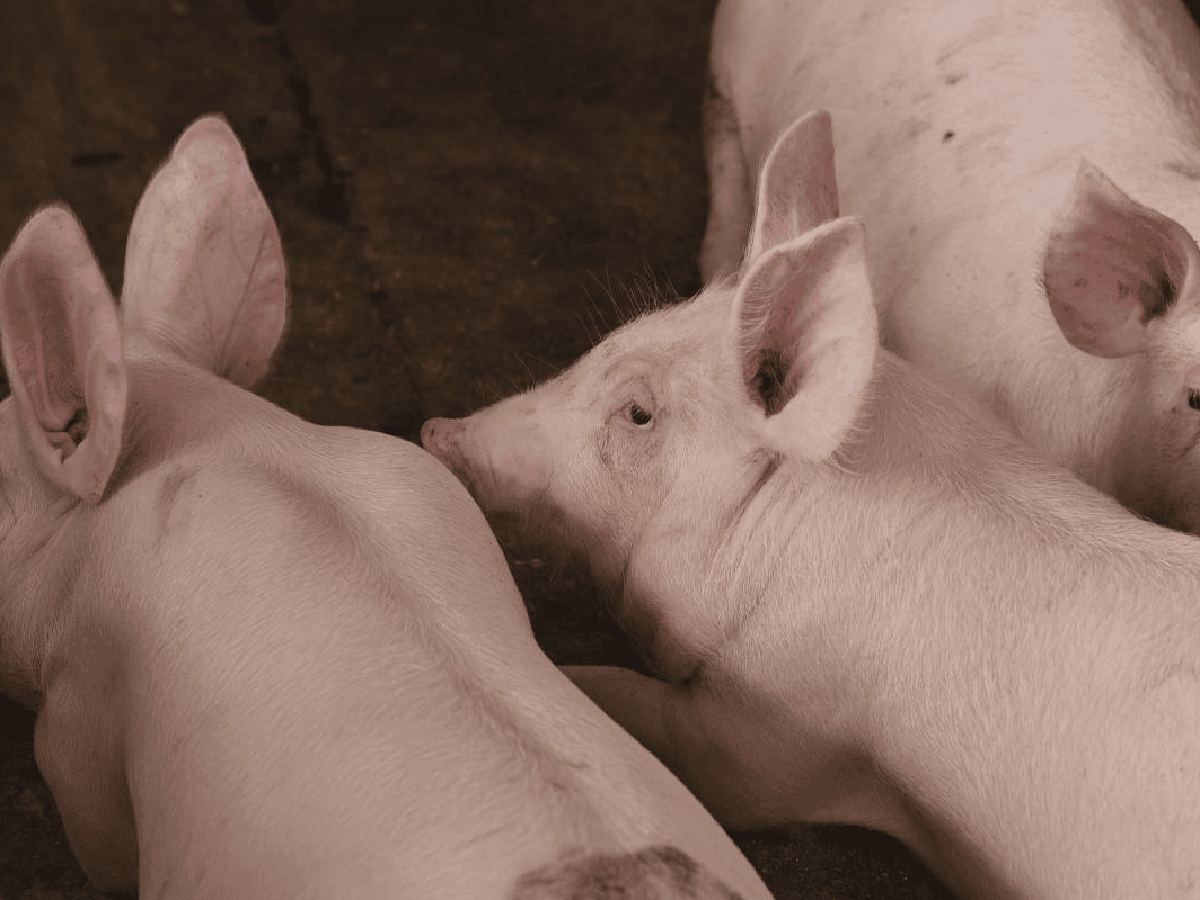 Morteros: sustraen 3 porcinos y recuperan 50 kilos de carne faenada de animales robados