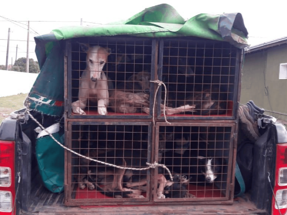 Secuestraron 16 perros galgos en el interior cordobés: hay siete detenidos