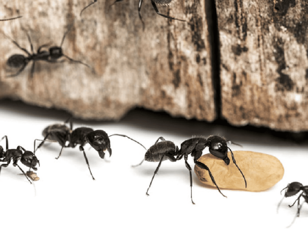 Las "hormigas vagabundas" invaden en verano los hogares en busca de alimento y confort  