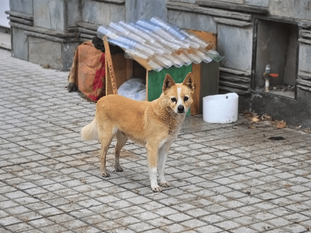 Falleció Osito, el perro que había elegido quedarse con sus vecinos