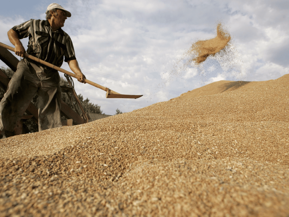 Ya se comercializó el 53% más de trigo de la nueva campaña, que hace un año 