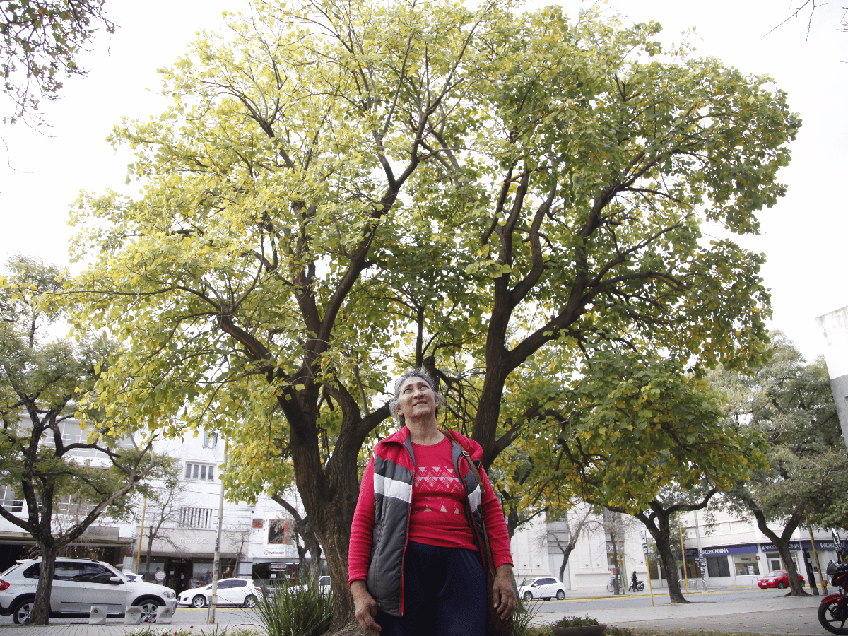 Al salvataje de un árbol en extinción que solo sobrevive en la Plaza Cívica 