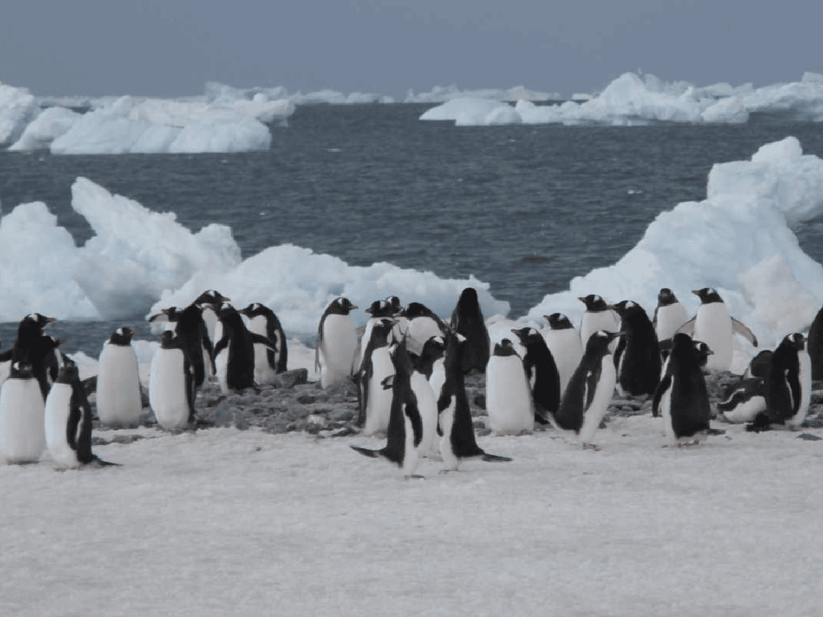 Catástofre en la Antártida: miles de crías de pingüino emperador se ahogaron y la especie se encuentra en peligro