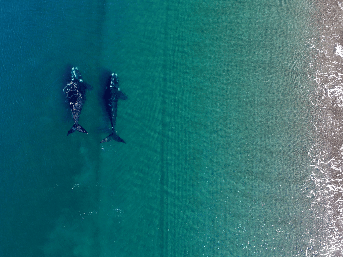 Logran identificar más de cien ballenas que tienen sus crías tanto en Brasil como Península Valdés