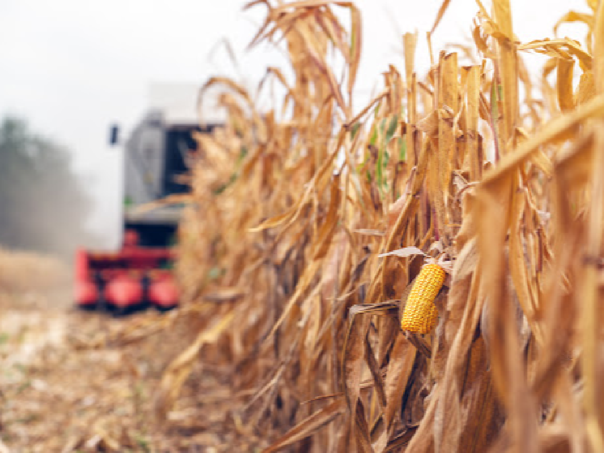 Proyectan en Córdoba una producción de 19 millones de toneladas de maíz en actual campaña