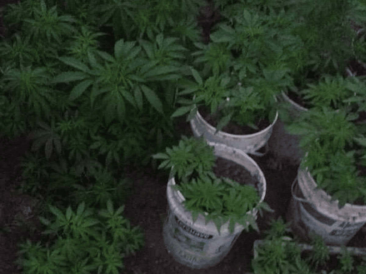 Desbaratan "vivero" de marihuana en Estación Frontera: más de 200 plantas incautadas y 2 detenidos 