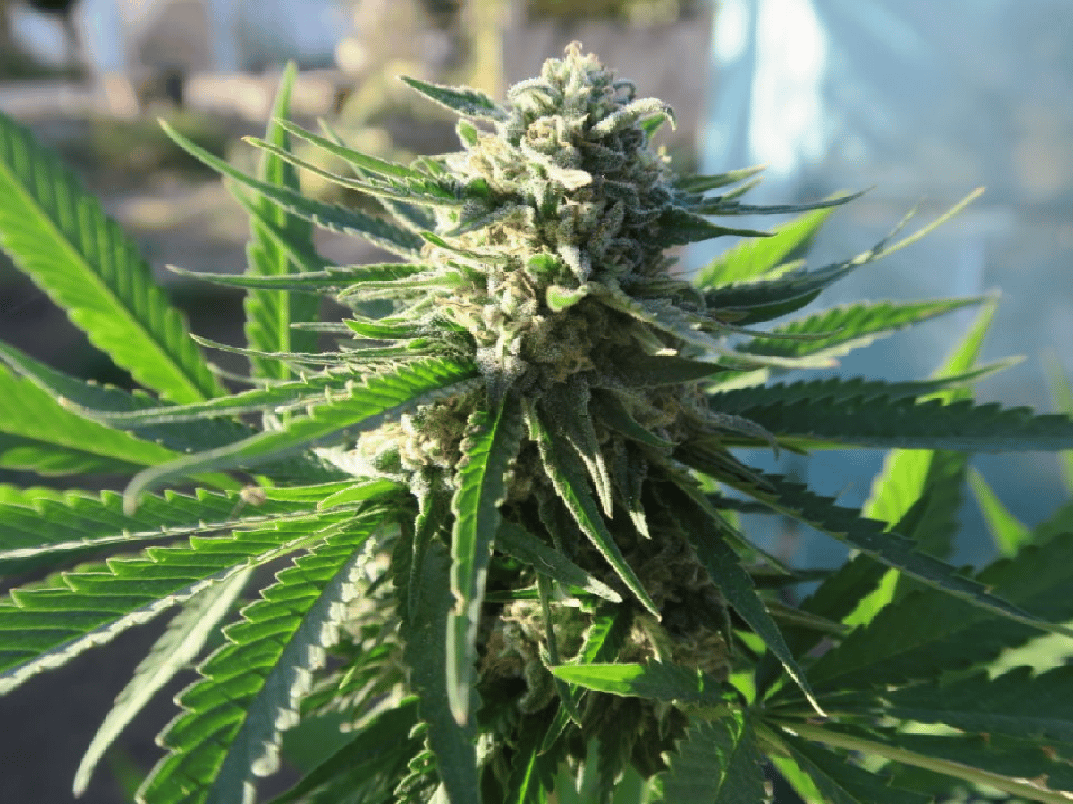 Cannabis medicina: Una localidad cordobesa desarrollará el cultivo comunitario y emitirá permisos a privados