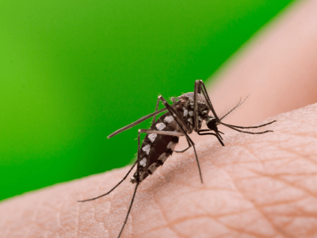 Dengue: en las últimas tres semanas hubo otros 180 casos en la provincia 