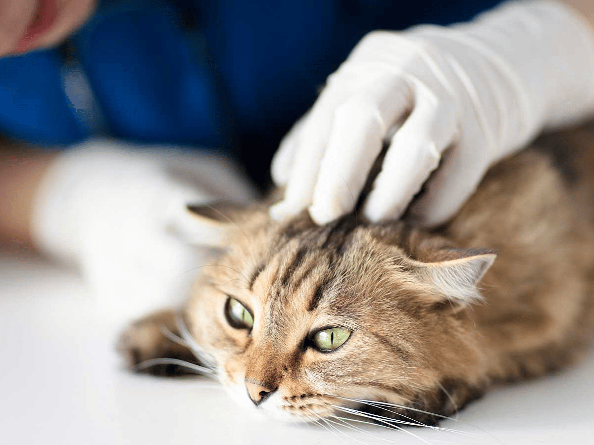 Confirman primer caso de gato doméstico con coronavirus en el Reino Unido