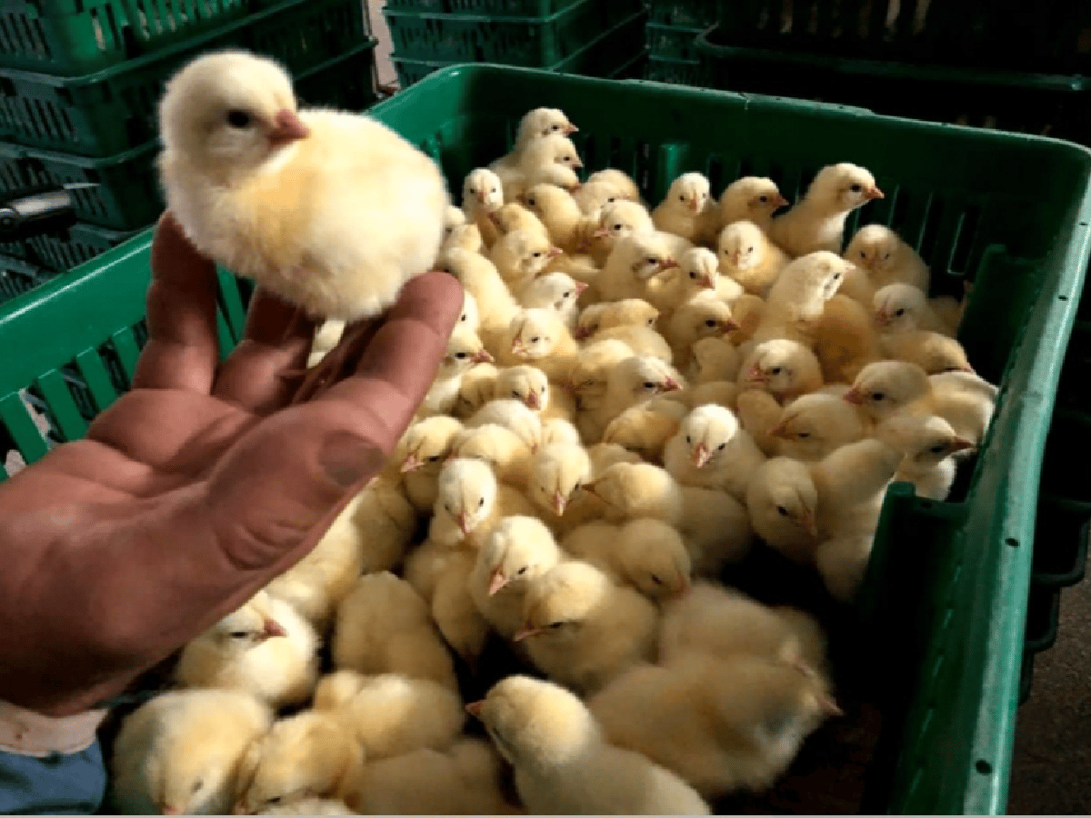 Zenón Pereyra: la comuna  entrega pollos y ponedoras para promover granjas familiares  