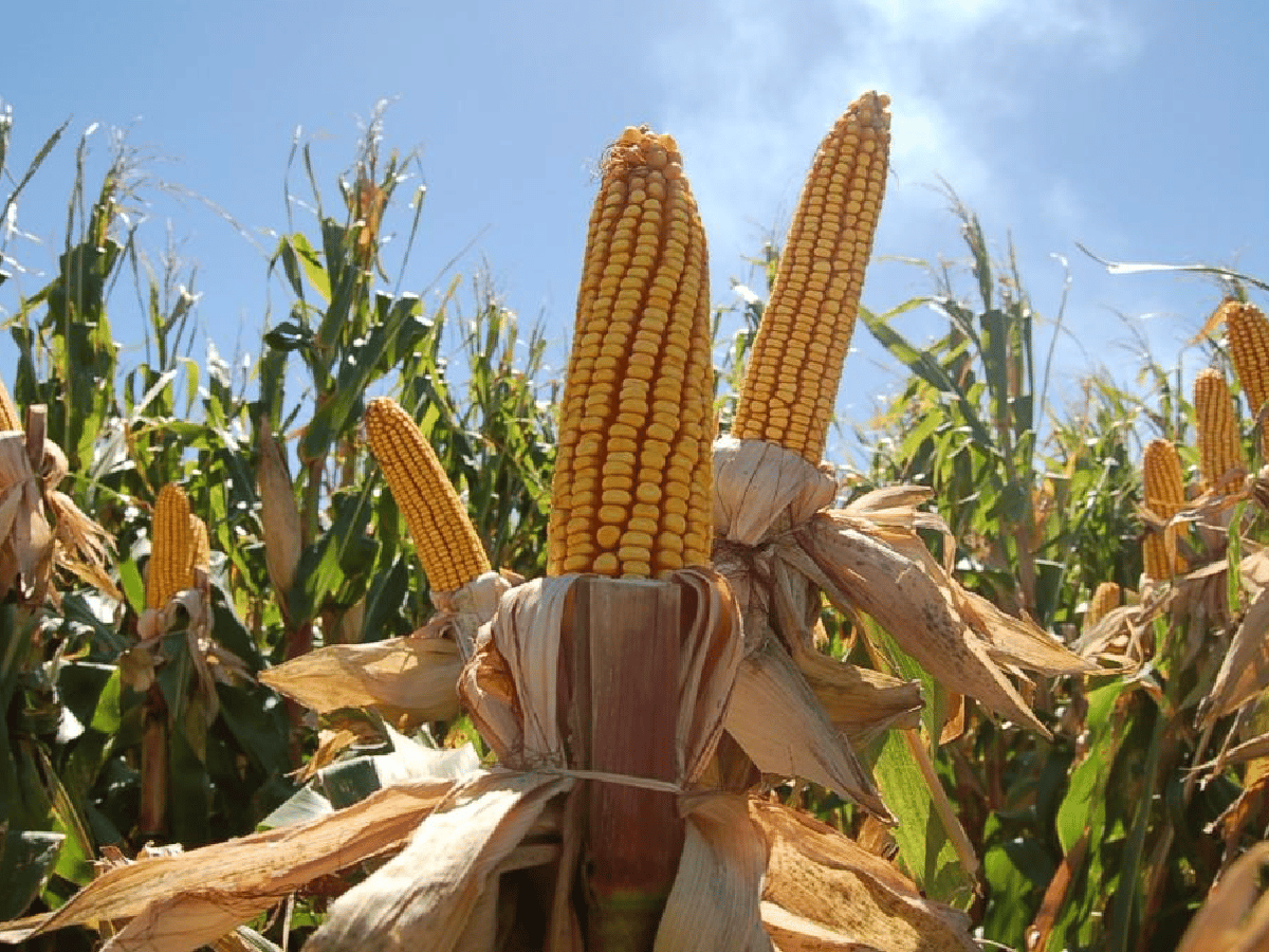 Cosecha gruesa: el maíz volverá a superar a la soja 