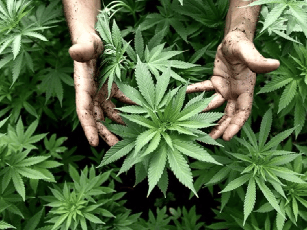 Los puntos centrales de la nueva propuesta de reglamentación de la ley de cannabis