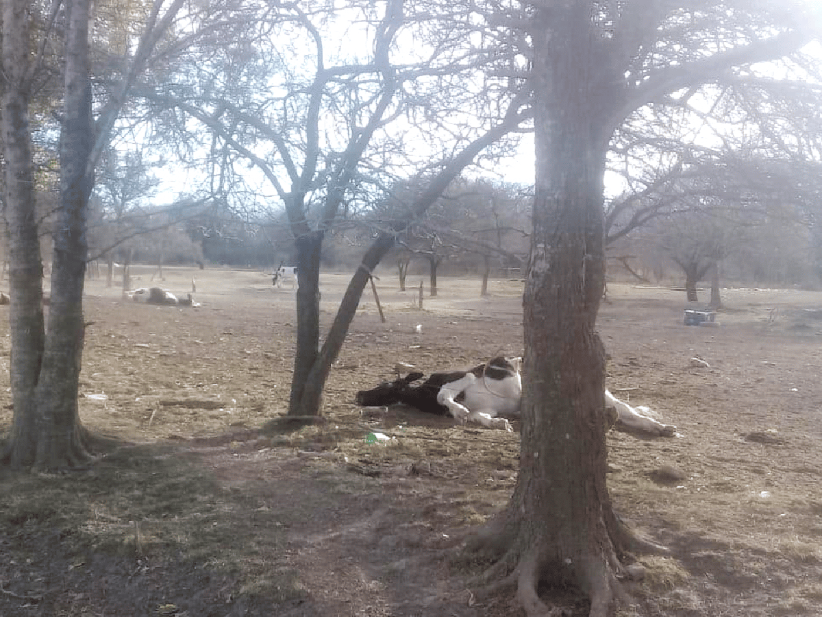 Hallaron vacas muertas cerca del campo donde habían fallecido varios caballos