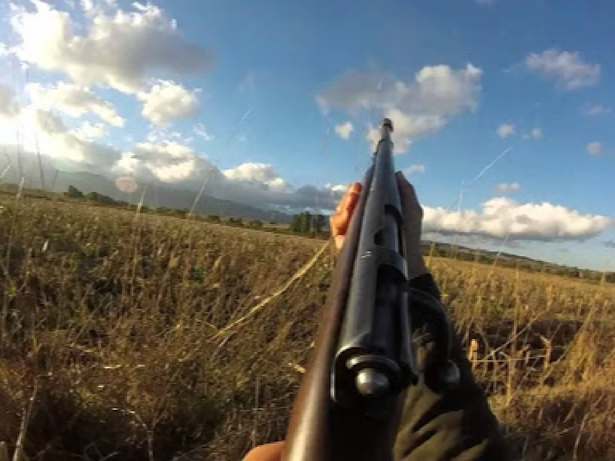 Detienen a 28 personas que practicaban tiro a la paloma en la localidad cordobesa de Laborde