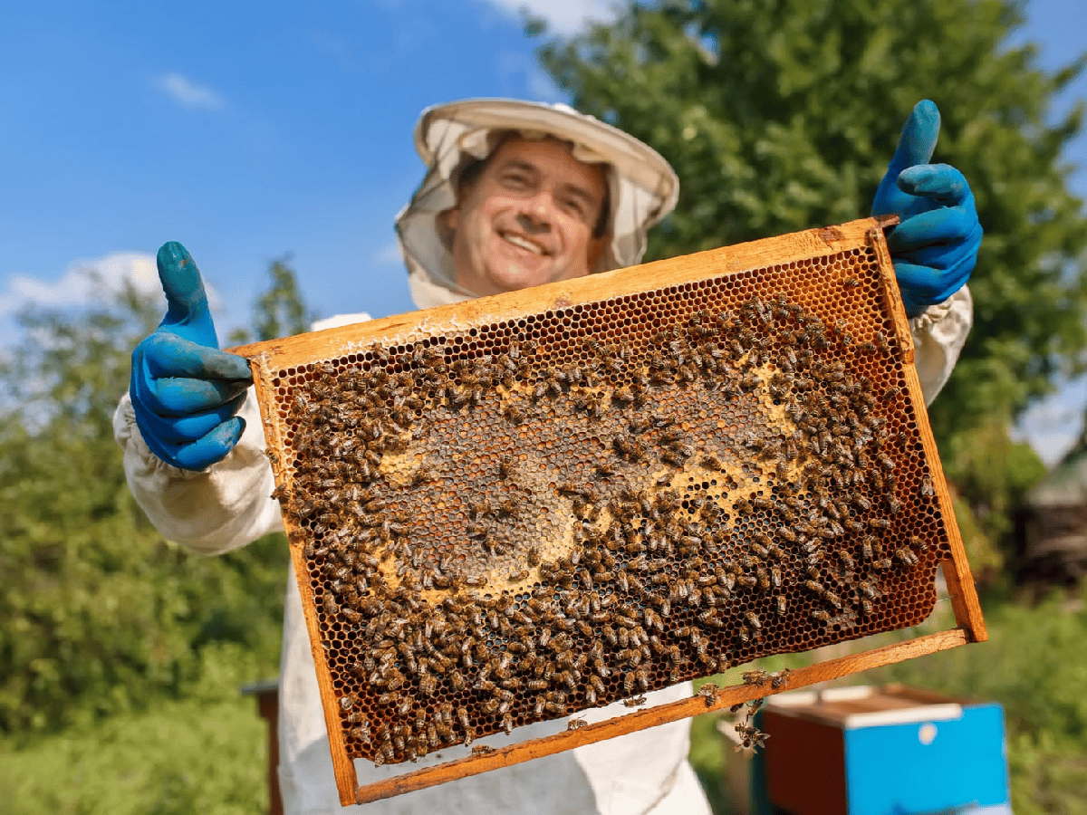Las abejas: una ayuda para la seguridad alimentaria  que ya no es gratis          