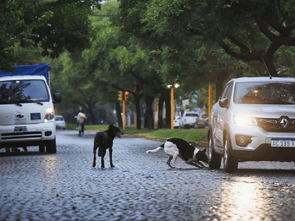 Perros en la calle