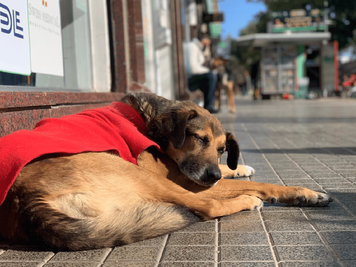 Tras la polémica, no habrá sanciones a  comercios que alimenten a los perros de la calle 