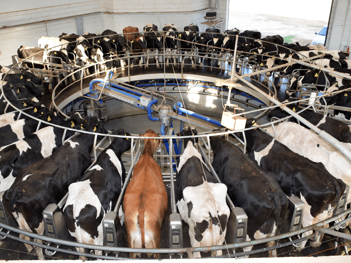 La producción de leche será este año la más baja de la década, según informe privado