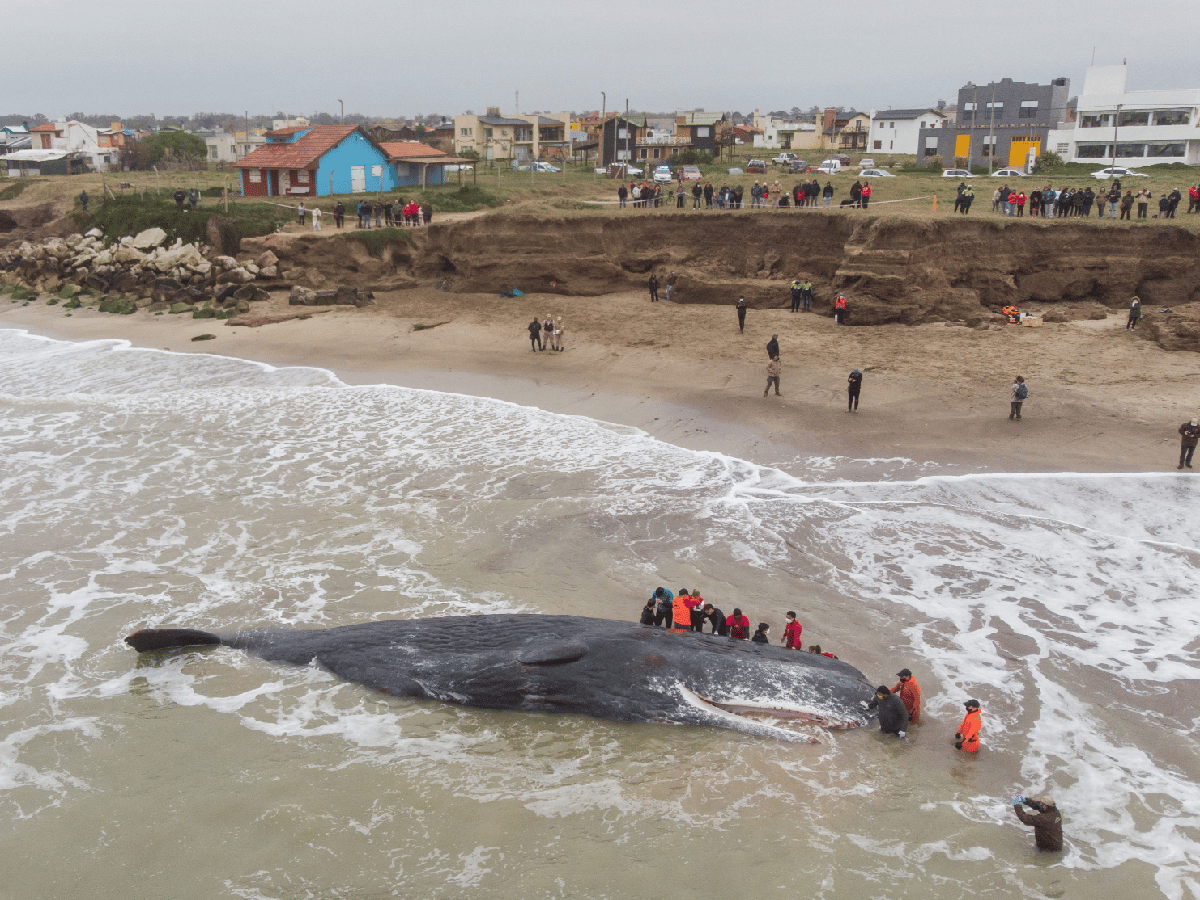 Un cachalote de unos 15 metros murió hoy tras quedar varado en una playa