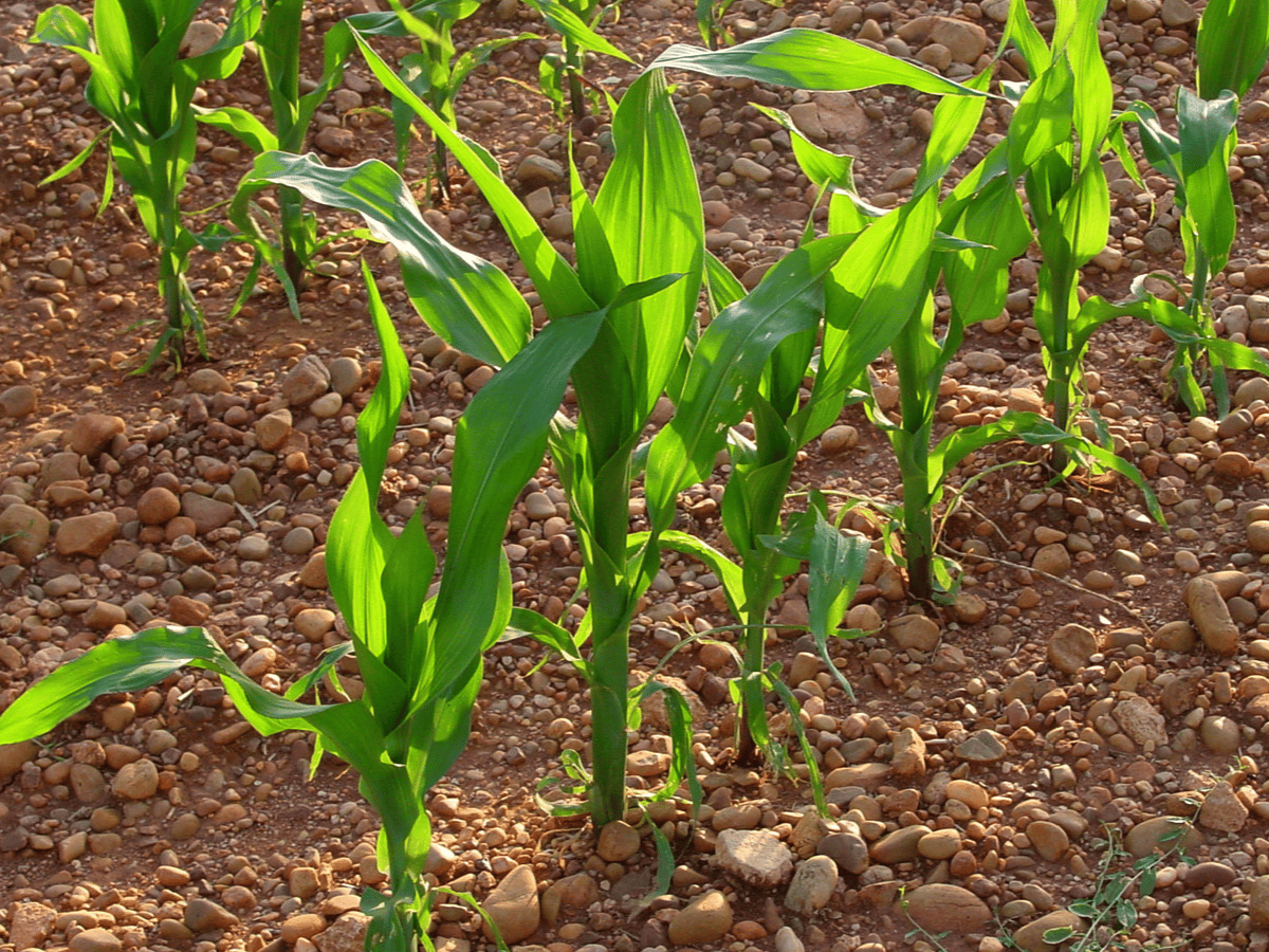 Alerta sequía: ¿vuelve el maíz tardío? 