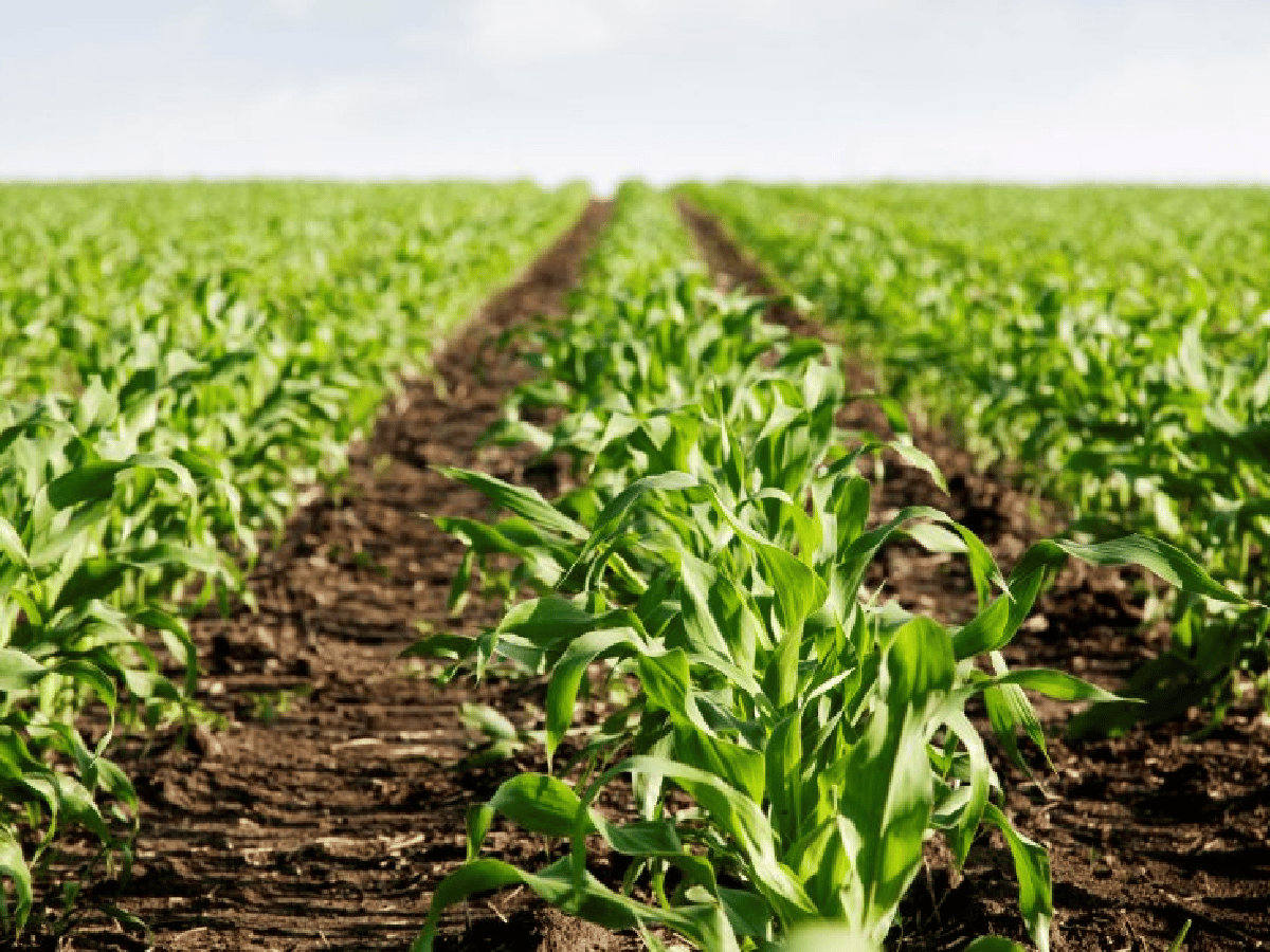 Las lluvias renuevan expectativas para la siembra de maíz             