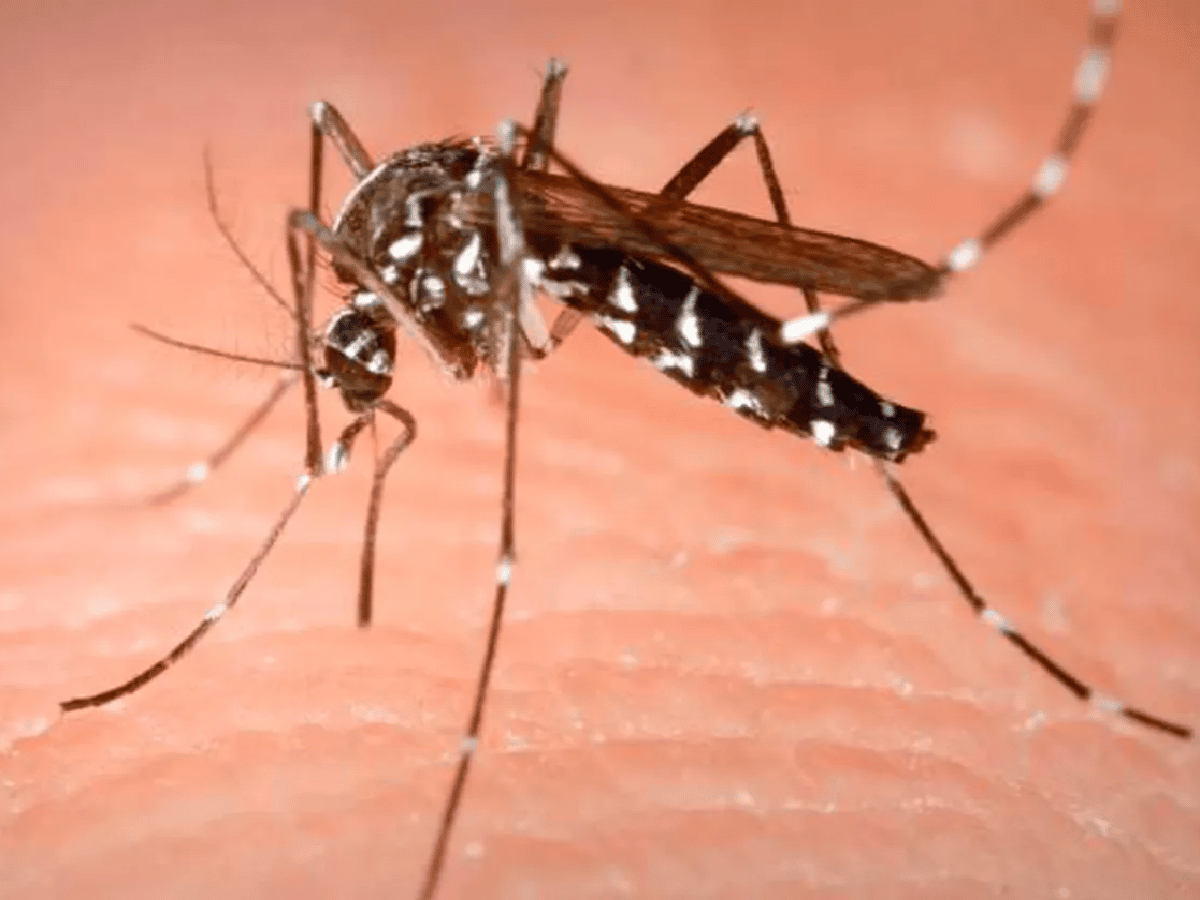 Científicos argentinos descubren la estrategia del virus del zika para evadir al sistema inmune