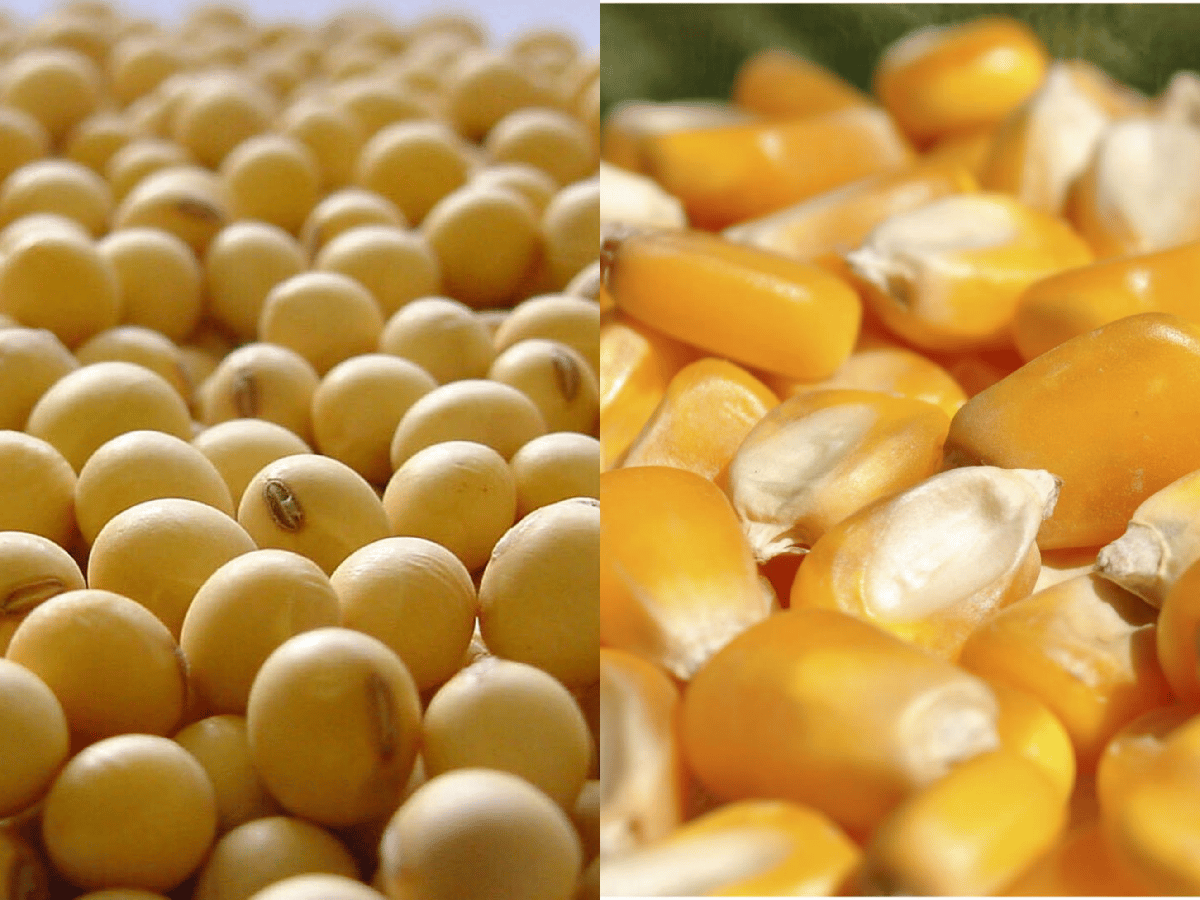 Exportaciones: complejos de soja y maíz explicaron el 46,6% de los ingresos desde abril         