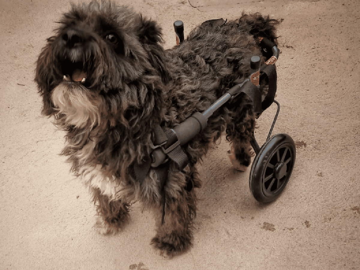 Beto, el perrito rescatado que  vende libros para volver a caminar 