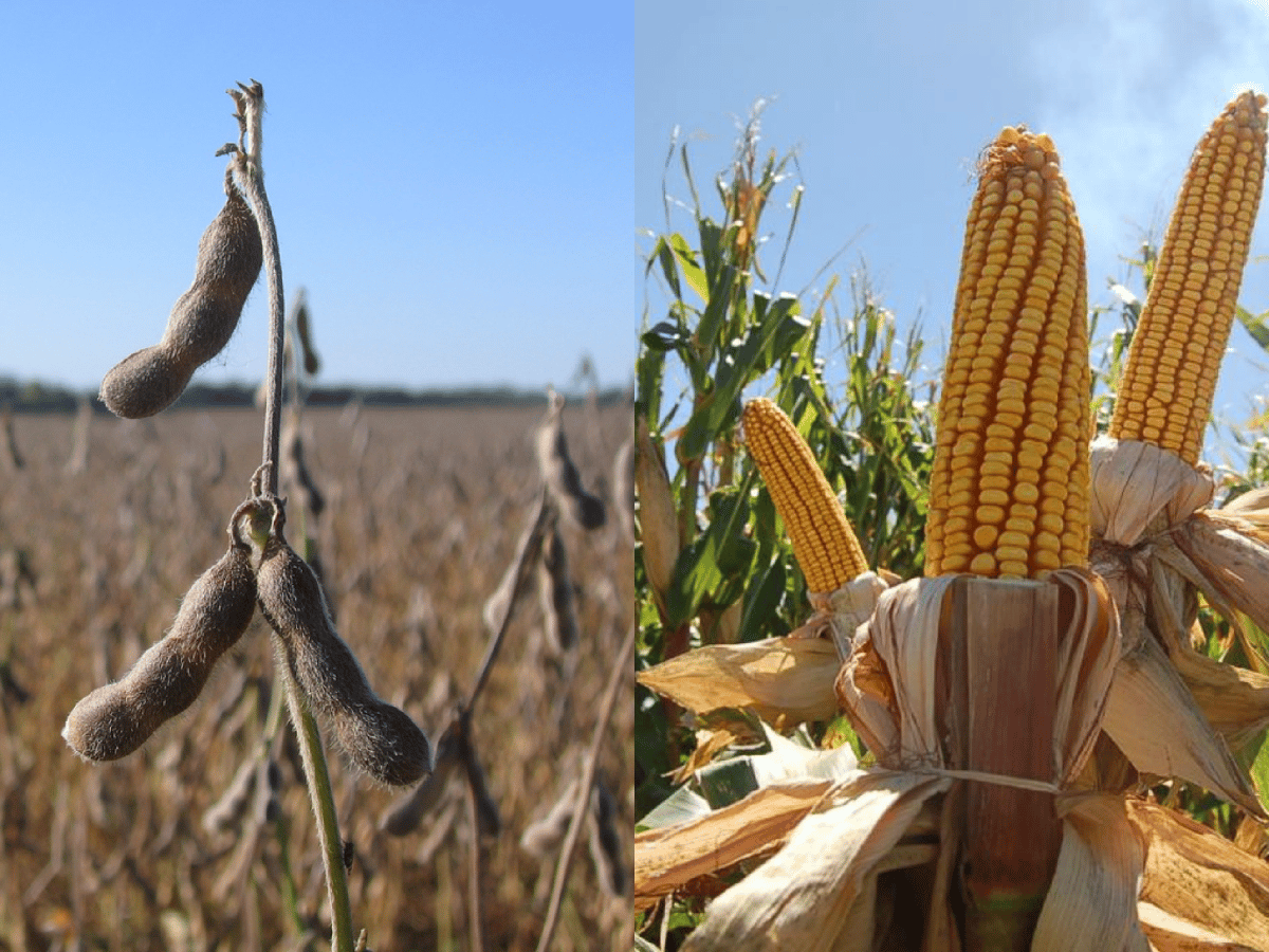 Se extiende el rally positivo de precios para la soja y el maíz           