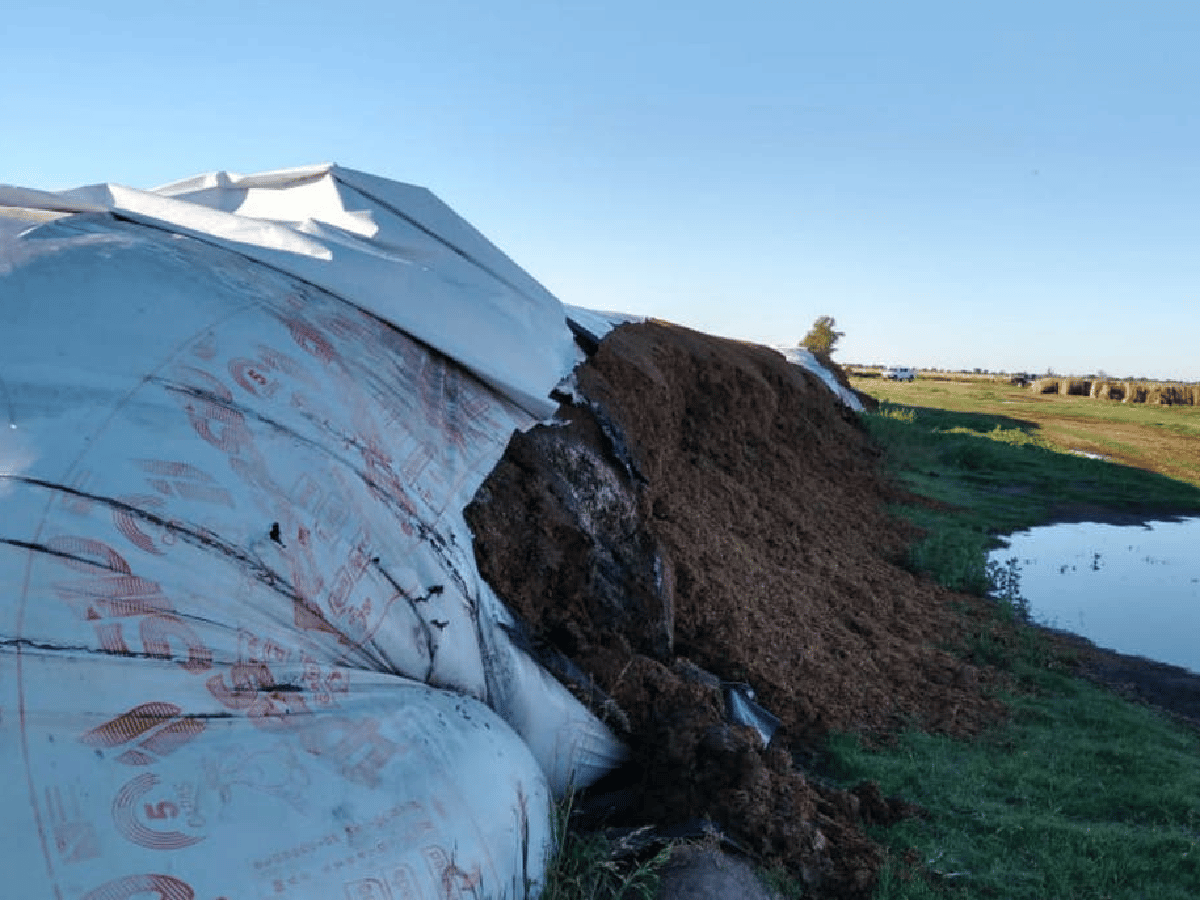 Rompen silos bolsa en un campo de Josefina y  provocan un gran daño