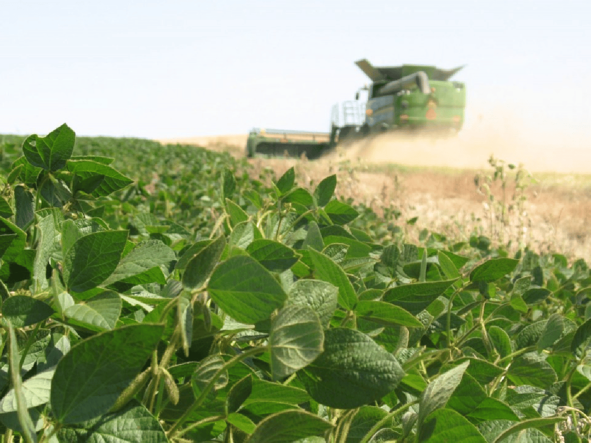La soja llegó a casi U$S 400 la tonelada, su máximo valor en más de cuatro años