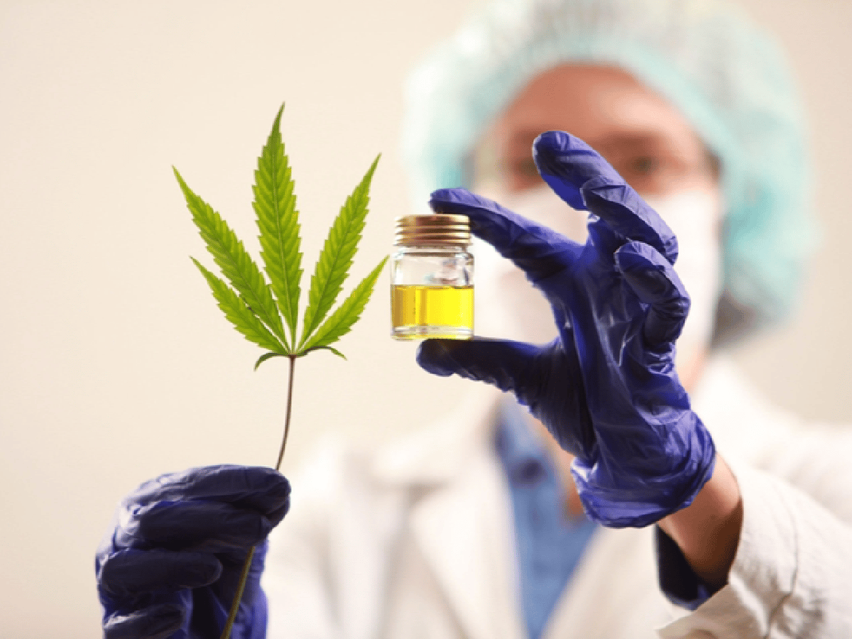 Afirman que es bajo el riesgo por el uso medicinal del cannabis  