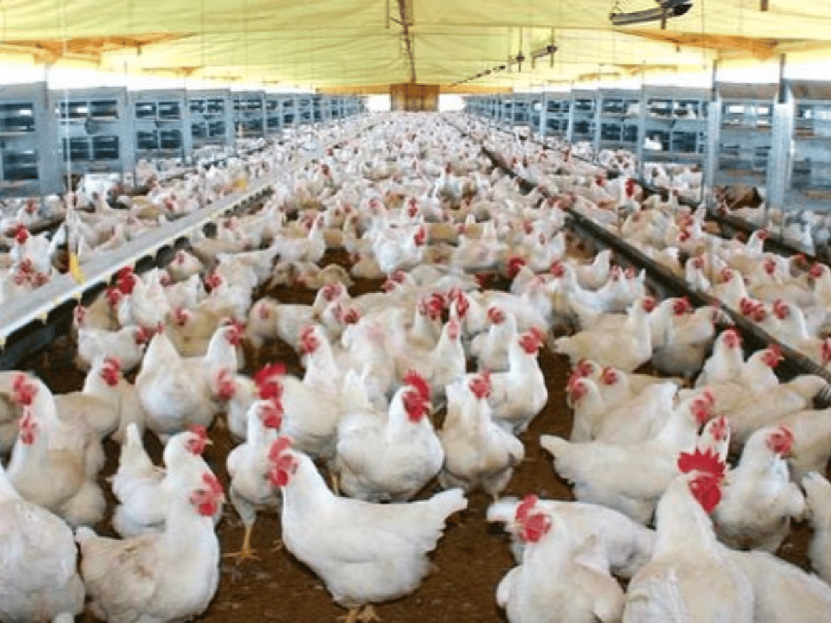 Países Bajos: sacrifican 190 mil gallinas y pollos por un nuevo foco de gripe aviar