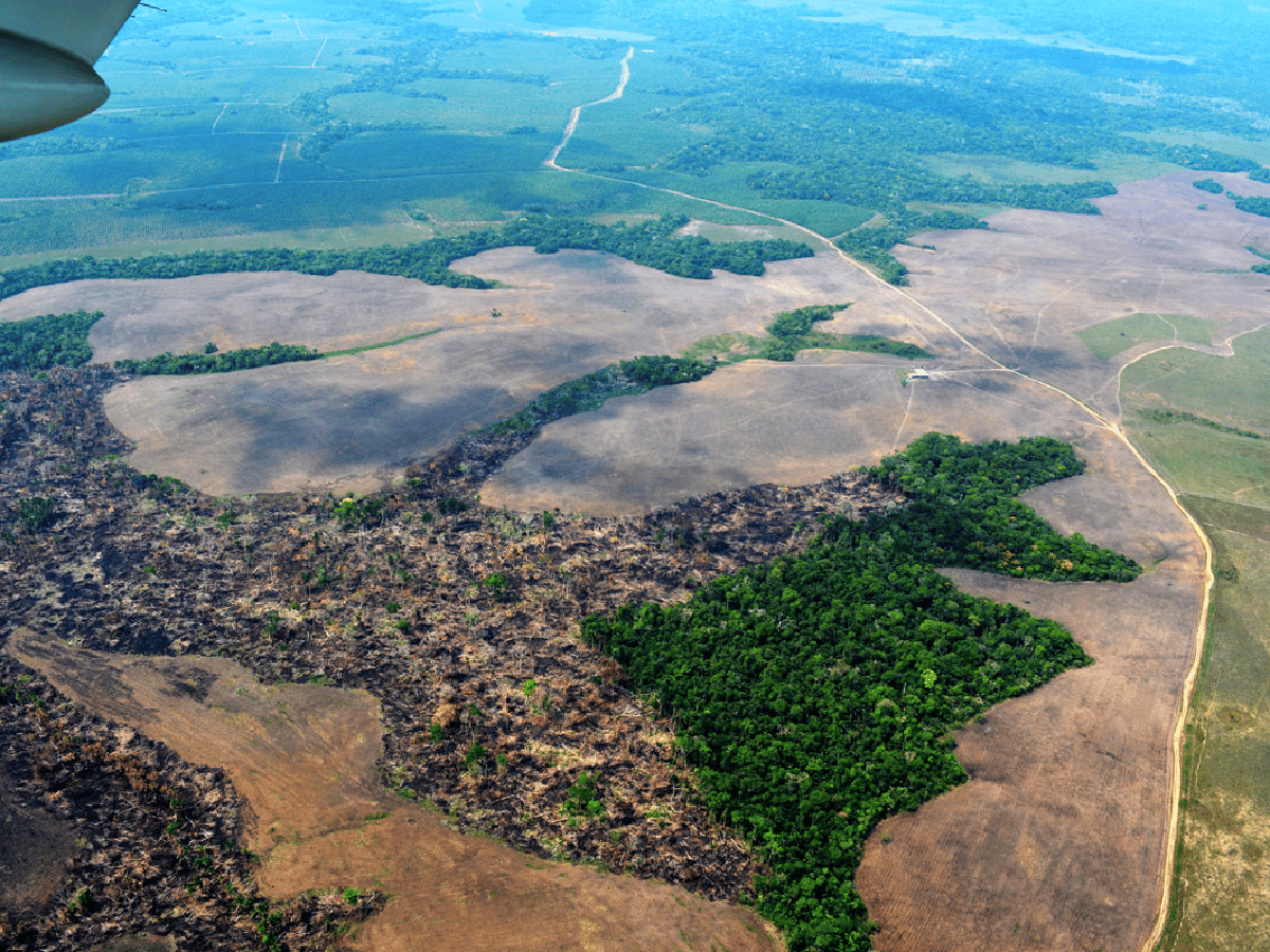 Brasil: denuncian un nuevo récord de deforestación en la Amazonas en 12 años