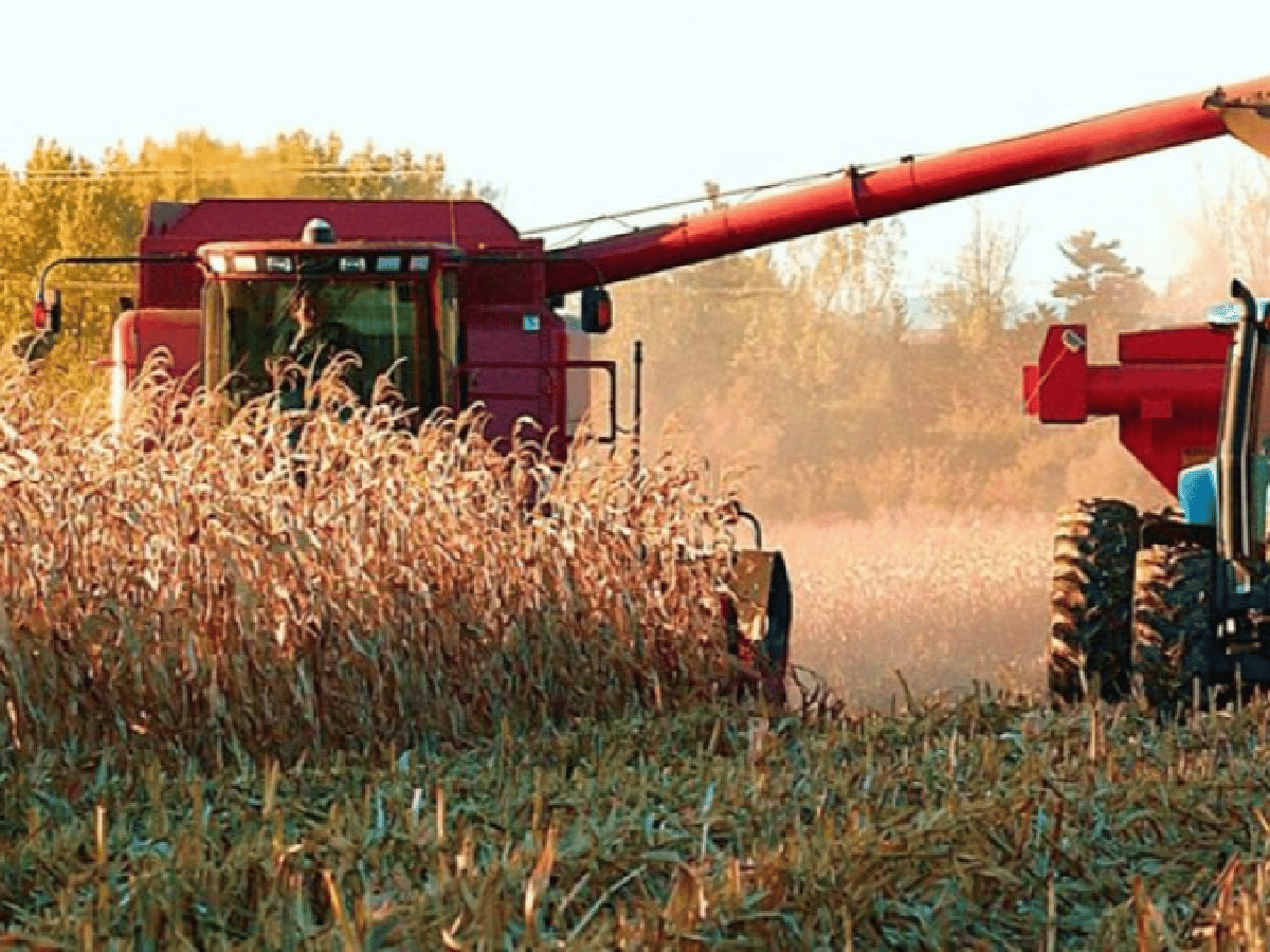 Agricultura levanta la suspensión de las exportaciones de maíz hasta marzo