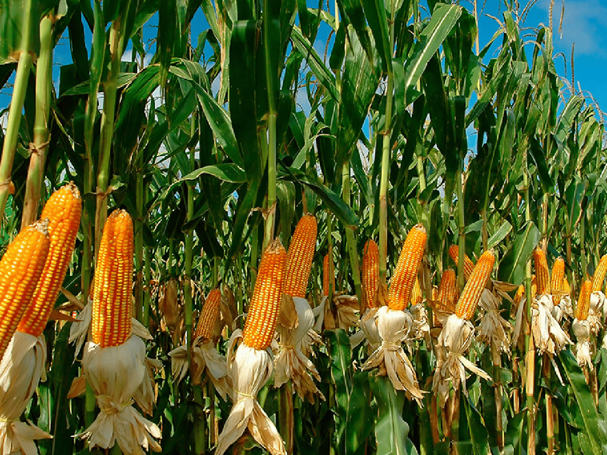 Sigue el paro del  campo pese a la reapertura parcial de exportaciones de maíz    