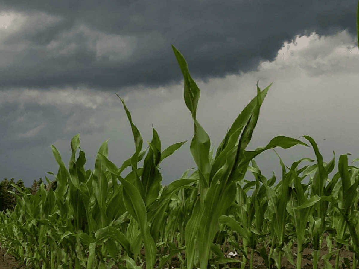 San Justo: lluvias de enero claves para mantener los cultivos estivales