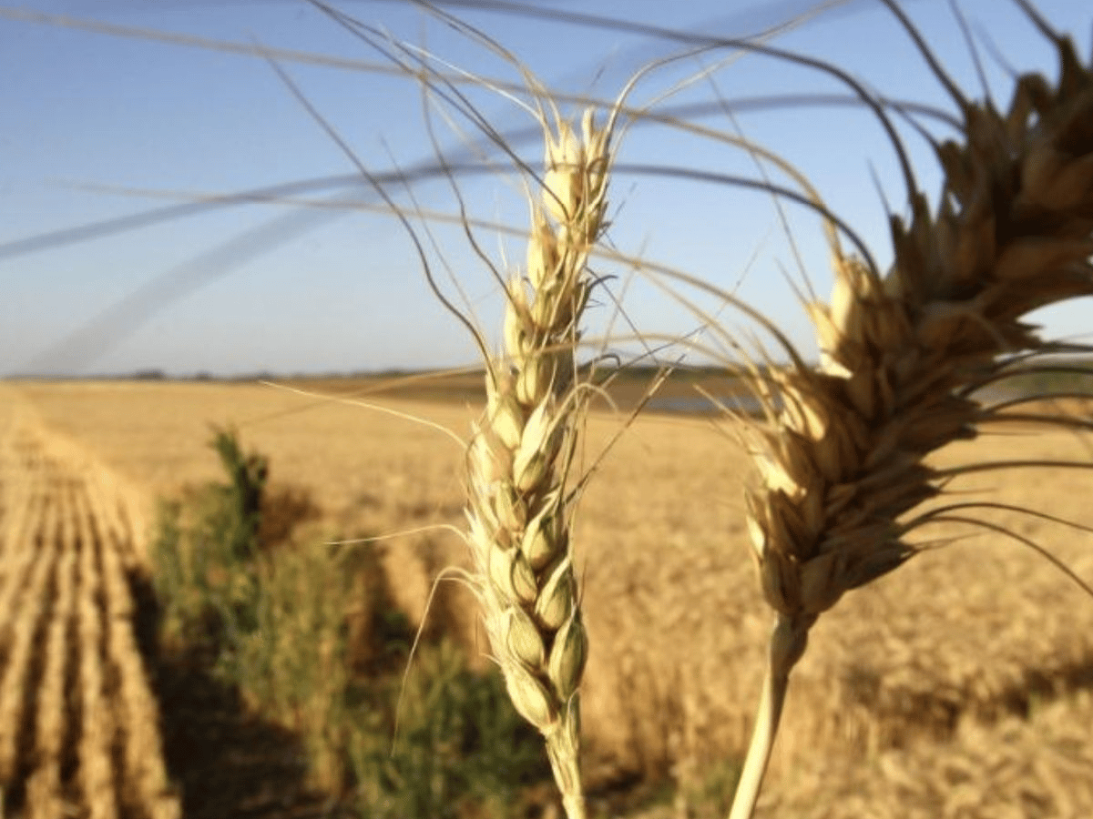 El trigo alcanzaría récord de 20,5 millones de toneladas  