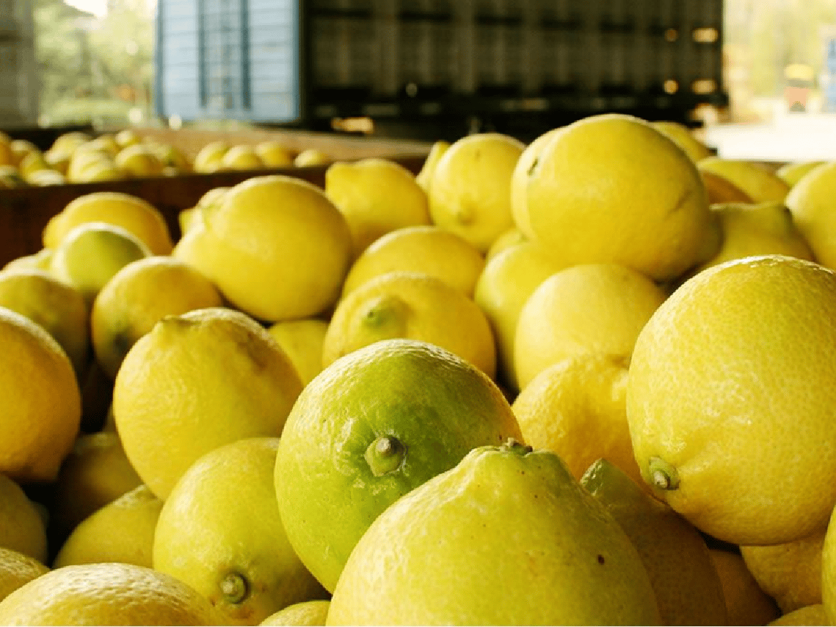 Con una gran dispersión de precios, el limón encabezó las alzas de frutas y verduras con un 94% interanual